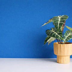 categoria de plantas en Vegago
