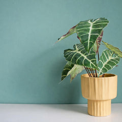 categoria de plantas en Vegago