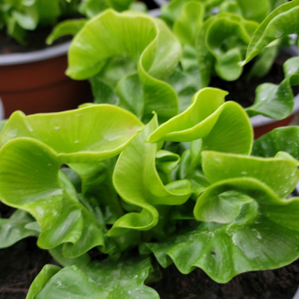 Helecho Ondulado (Asplenium Crispy Wave); Pequeño (M13)  | Vegago Chile