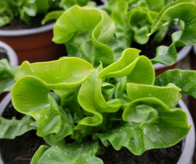 Helecho Ondulado (Asplenium Crispy Wave); Pequeño (M13)  | Vegago Chile