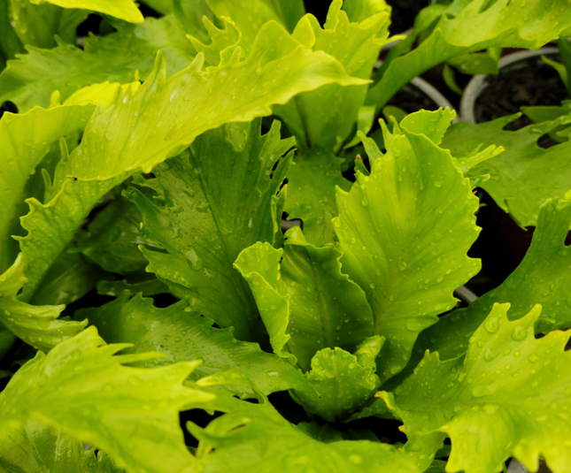 Helecho Nido de Venus (Asplenium Nido Venus); Pequeño (M13)  | Vegago Chile