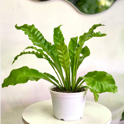 Helecho Nido de Venus (Asplenium Nido Venus); Pequeño (M13)  | Vegago Chile