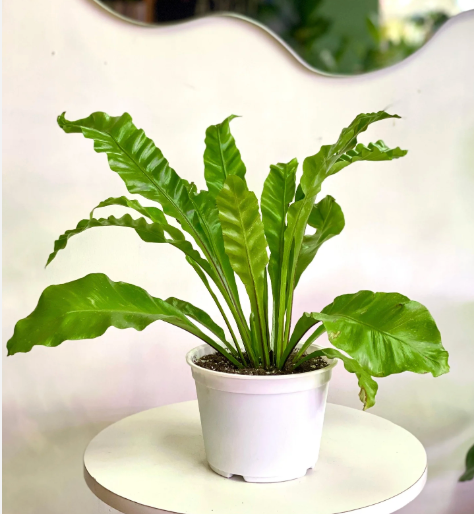 Helecho Nido de Venus (Asplenium Nido Venus); Pequeño (M13)  | Vegago Chile