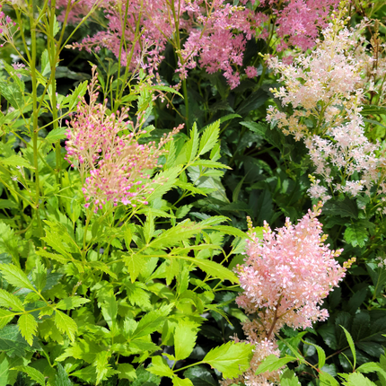 Astilbe japonés (Astilbe) | Vegago Chile