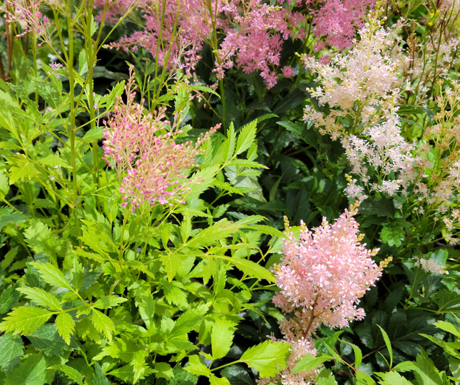 Astilbe japonés (Astilbe) | Vegago Chile