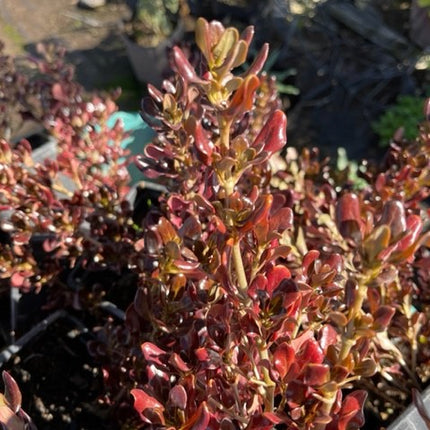 Brillantisima (Coprosma chocolate) | Vegago Chile