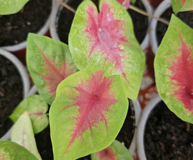 Caladium; Pequeño (M10) | Vegago Chile