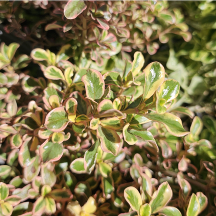 Coprosma Rosado, Mediana (M17)  | Vegago Chile