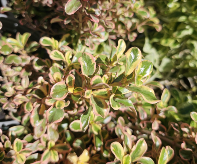 Coprosma Rosado, Mediana (M17)  | Vegago Chile