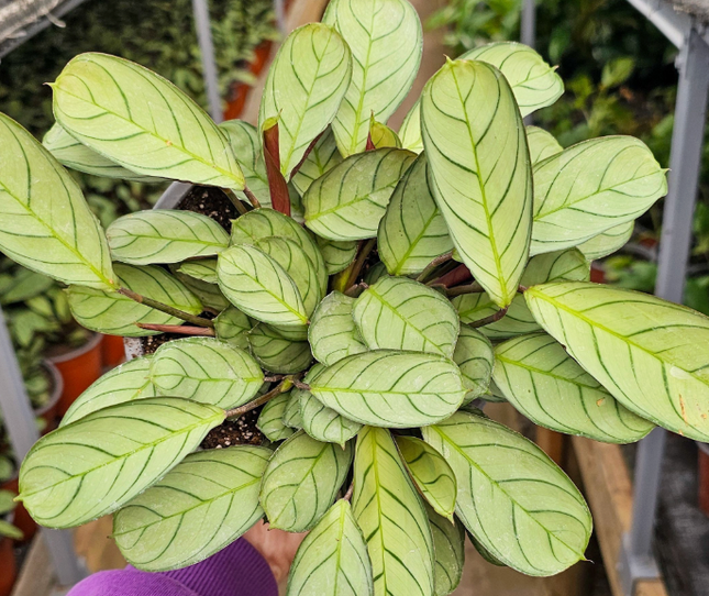 Calathea-Amagris