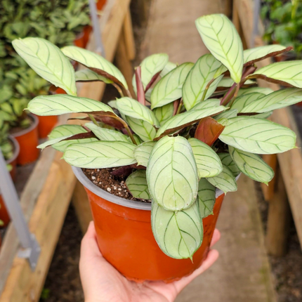 Calathea-Amagris