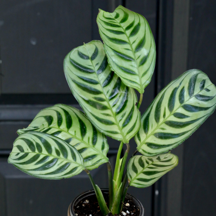 Calathea-Burle-Marxii