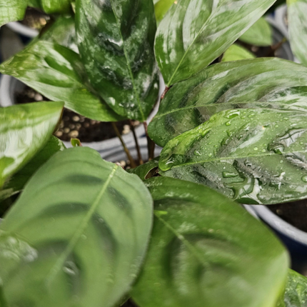 Calathea-Burle-Marxii