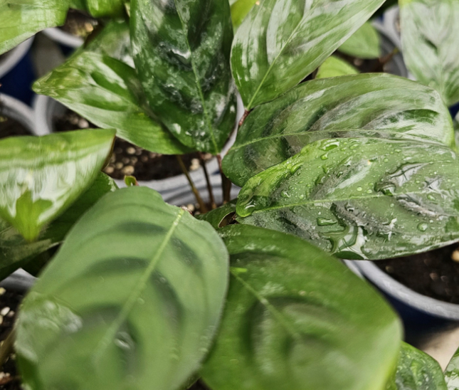 Calathea-Burle-Marxii