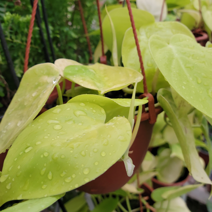 Cordatum-lemon-lime