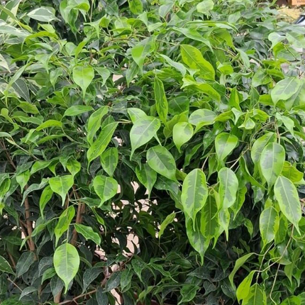 Ficus Benjamina; XXL (M35) | Vegago Chile