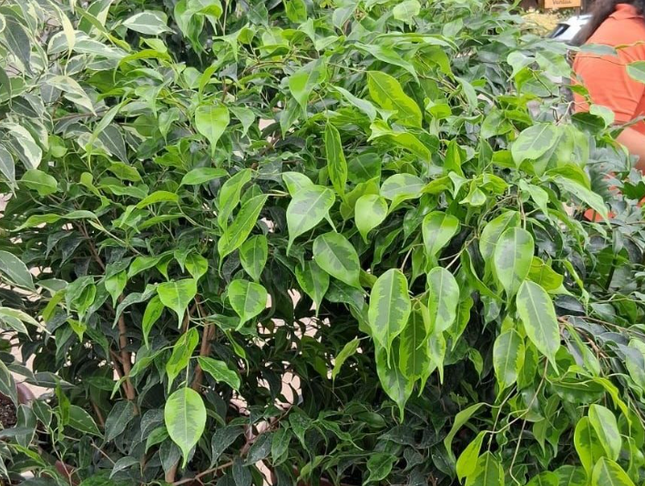 Ficus Benjamina; XXL (M35) | Vegago Chile