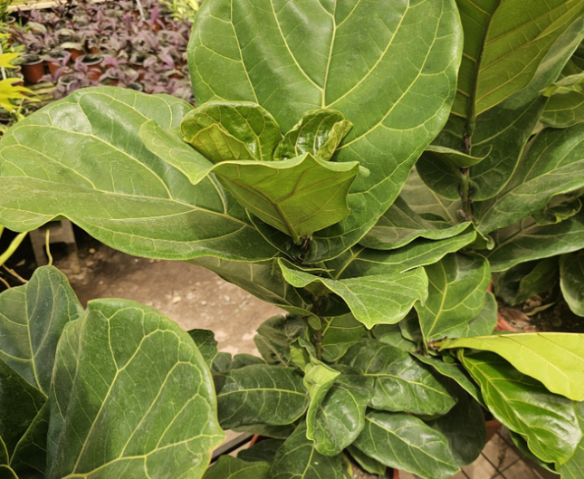 Ficus Lyrata; Grande (M25)  | Vegago Chile