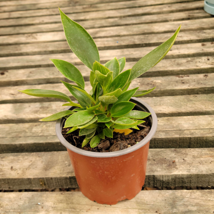 Ficus microcarpa ‘Green Island’ (forma juvenil / compacta)