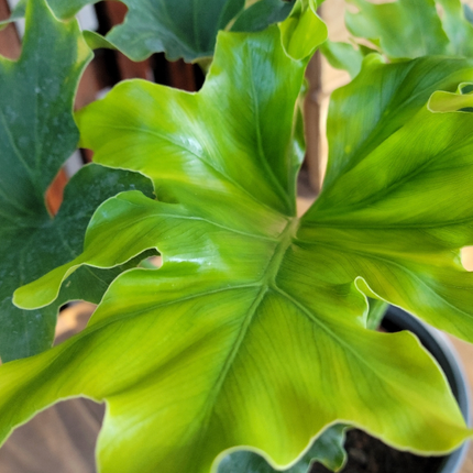 Filodendro Hope (Philo Selloum Hope); Mediano Plus (M17) | Vegago Chile
