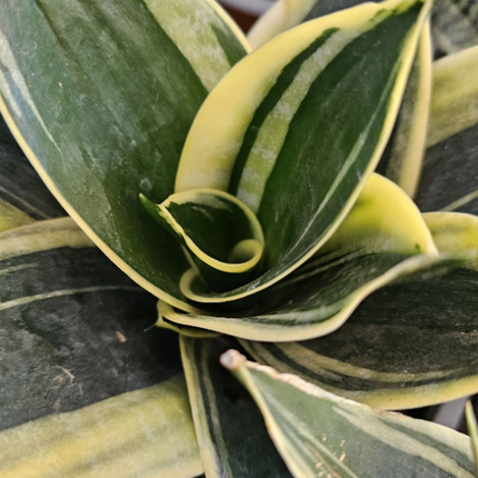 Lengua de Suegra (Sansevieria hahnii) | Vegago Chile
