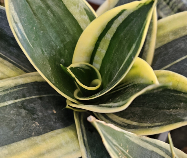 Lengua de Suegra (Sansevieria hahnii) | Vegago Chile
