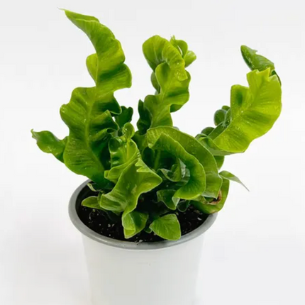 Helecho Ondulado (Asplenium Crispy Wave); Pequeño (M13)  | Vegago Chile