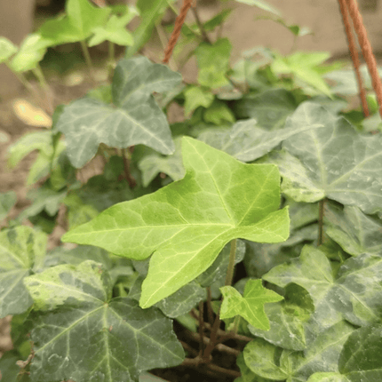 Hiedra | Vegago Chile