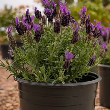 Lavanda-Bandera
