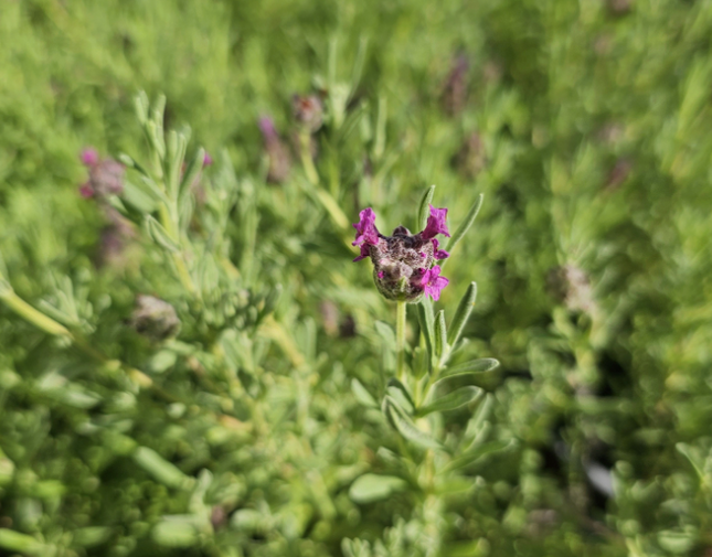 Lavanda-Bandera
