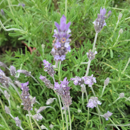 Lavanda | Vegago Chile