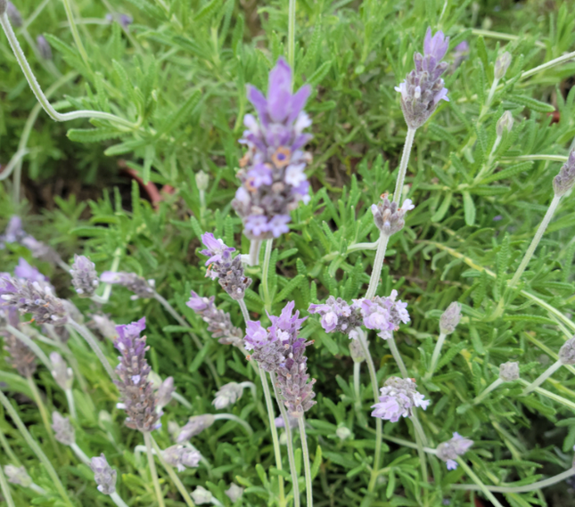 Lavanda | Vegago Chile