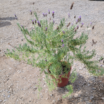 Lavanda | Vegago Chile