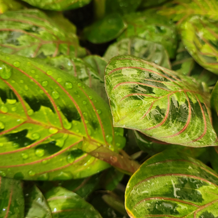 MARANTA LEUCONEURA1