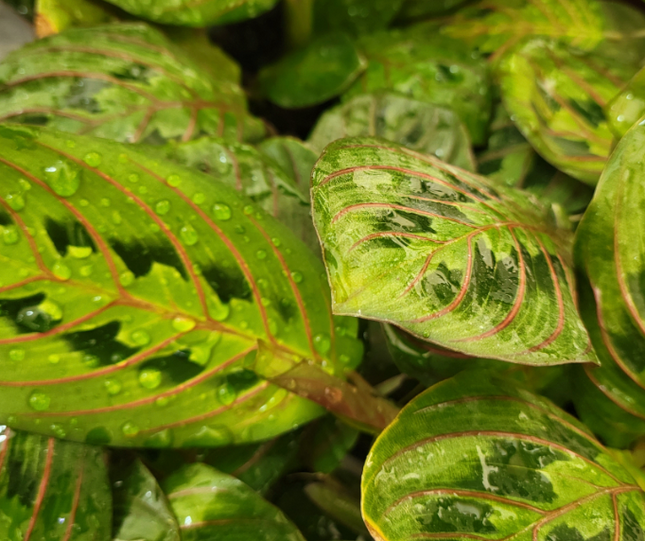 MARANTA LEUCONEURA1