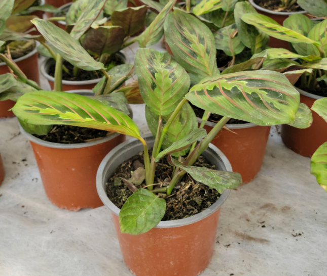 MARANTA LEUCONEURA2