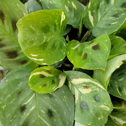 Marantha kerchoveana var | Vegago Chile