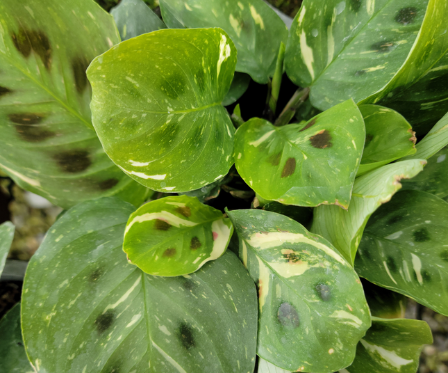 Marantha kerchoveana var | Vegago Chile