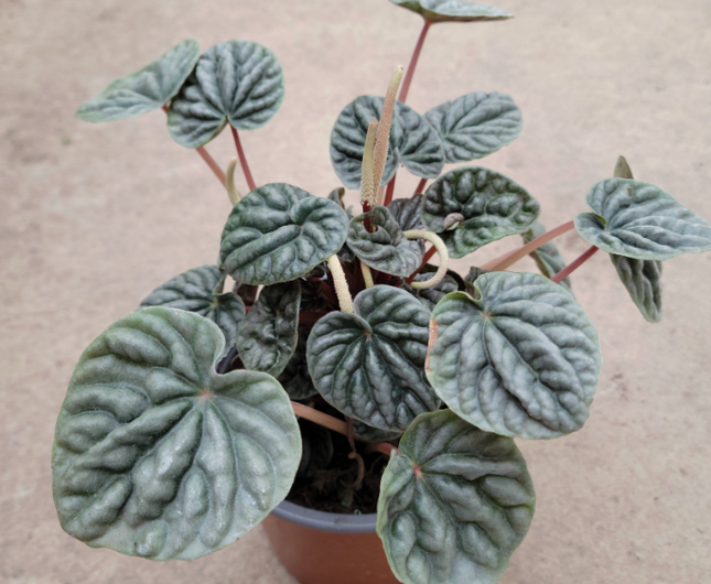 PEPEROMIA CAPERATA