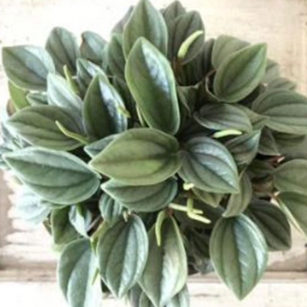 Peperomia Noche de Nápoles (Peperomia Napoli) | Vegago Chile
