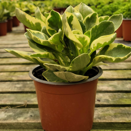 PEPEROMIA OBTUSIFOLIA1