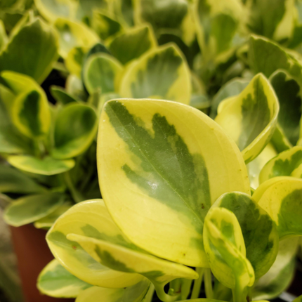 PEPEROMIA OBTUSIFOLIA3