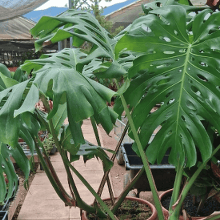 PHILO-MONSTERA