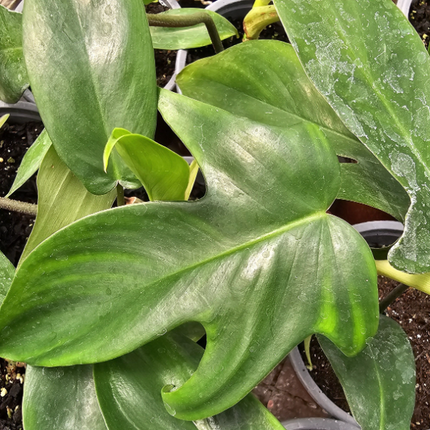Filodendro Florida (Philo Florida); Pequeña (M12) | Vegago Chile