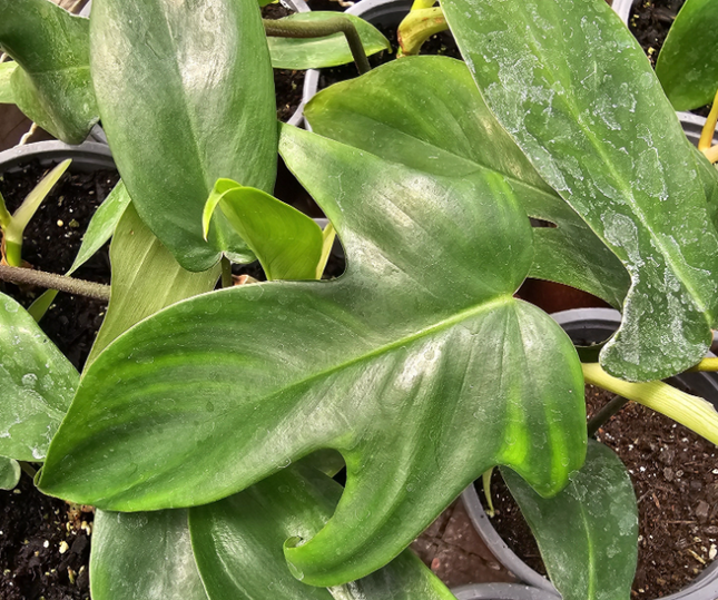 Filodendro Florida (Philo Florida); Pequeña (M12) | Vegago Chile