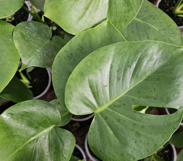 Monstera (Philo Monstera) | Vegago Chile