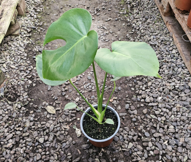 Monstera (Philo Monstera) | Vegago Chile