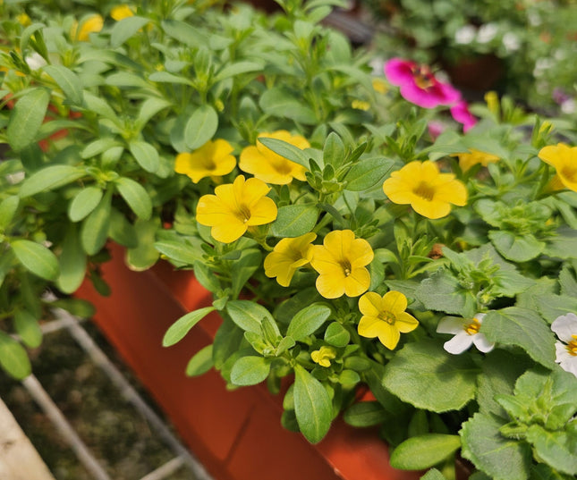 Petunia-mini-Calibrachoa-jardinera