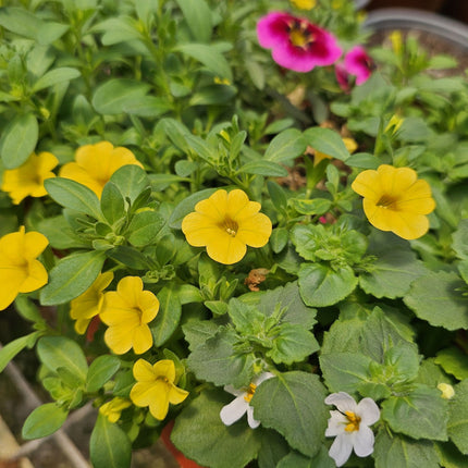 Petunia-mini-Calibrachoa-jardinera