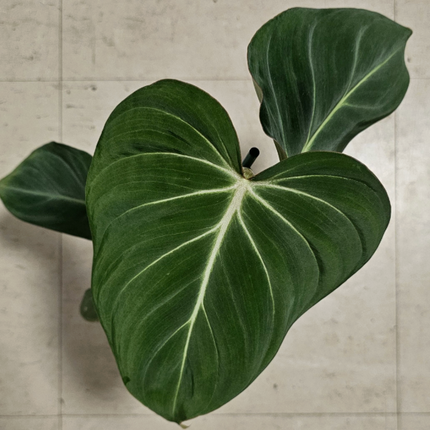filodendro Glorioso (Philo Gloriosum); Pequeño (M12) | Vegago Chile